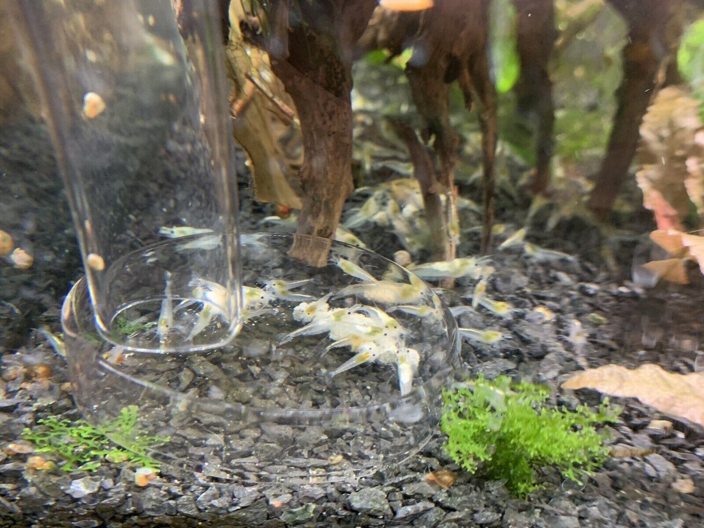 Snowball Neocaridina Shrimp