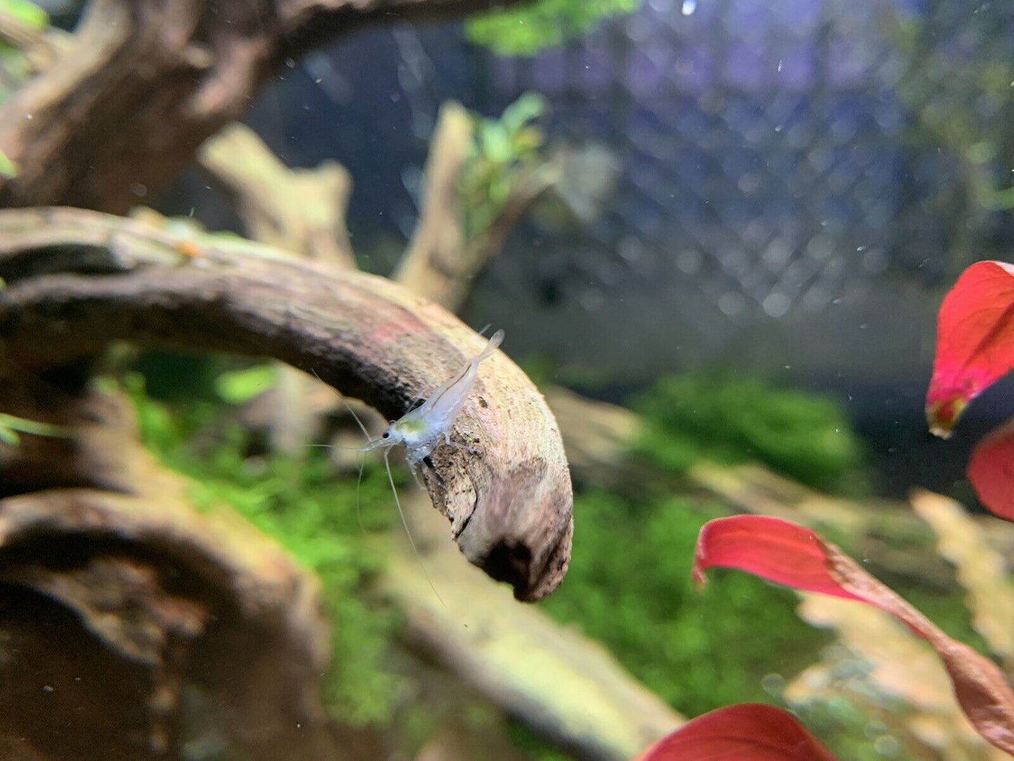 Snowball Neocaridina Shrimp