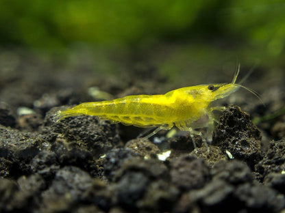 Neon Yellow Neocaridina Shrimp