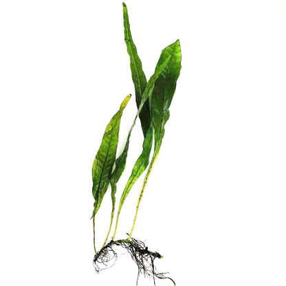 Java Fern