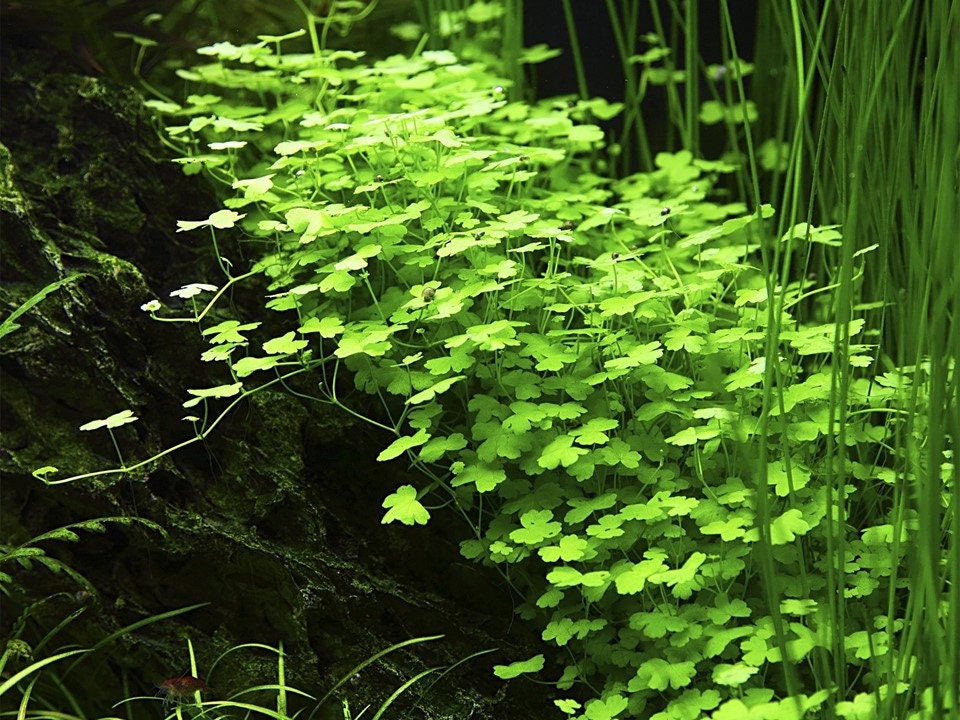 Foreground 2024 aquarium plants