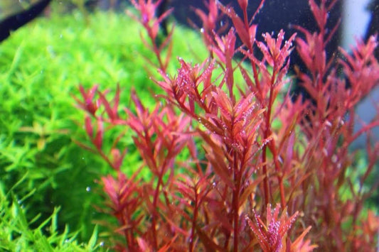 Rotala Sp Hra -  Live Aquarium Plant