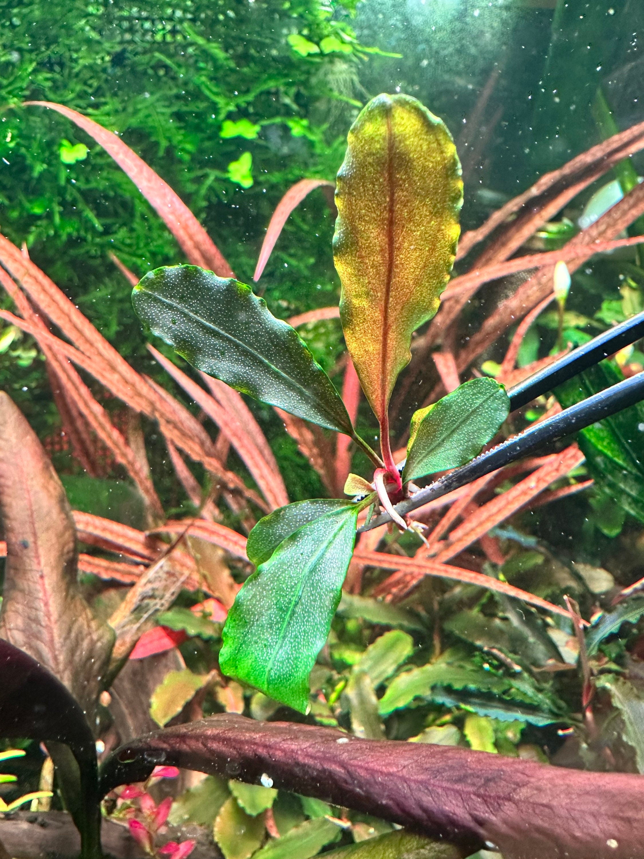 Bucephalandra Red Phantom – Hygro Aquatics