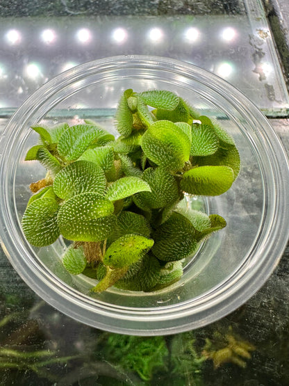 Salvinia Minima