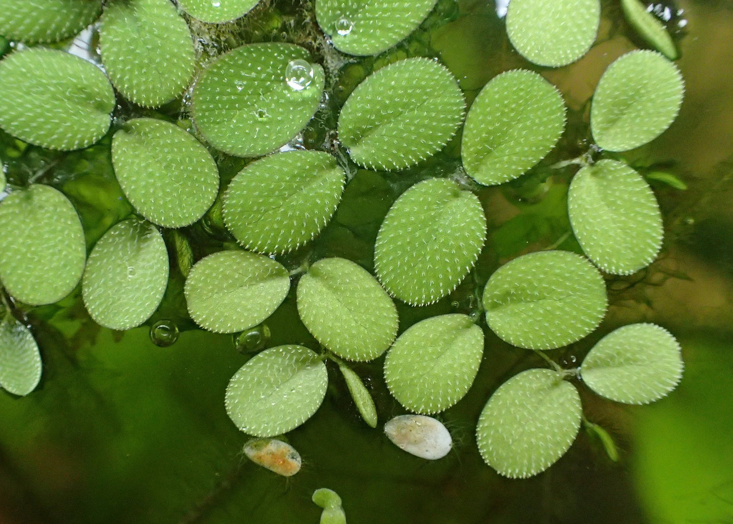 Salvinia Minima