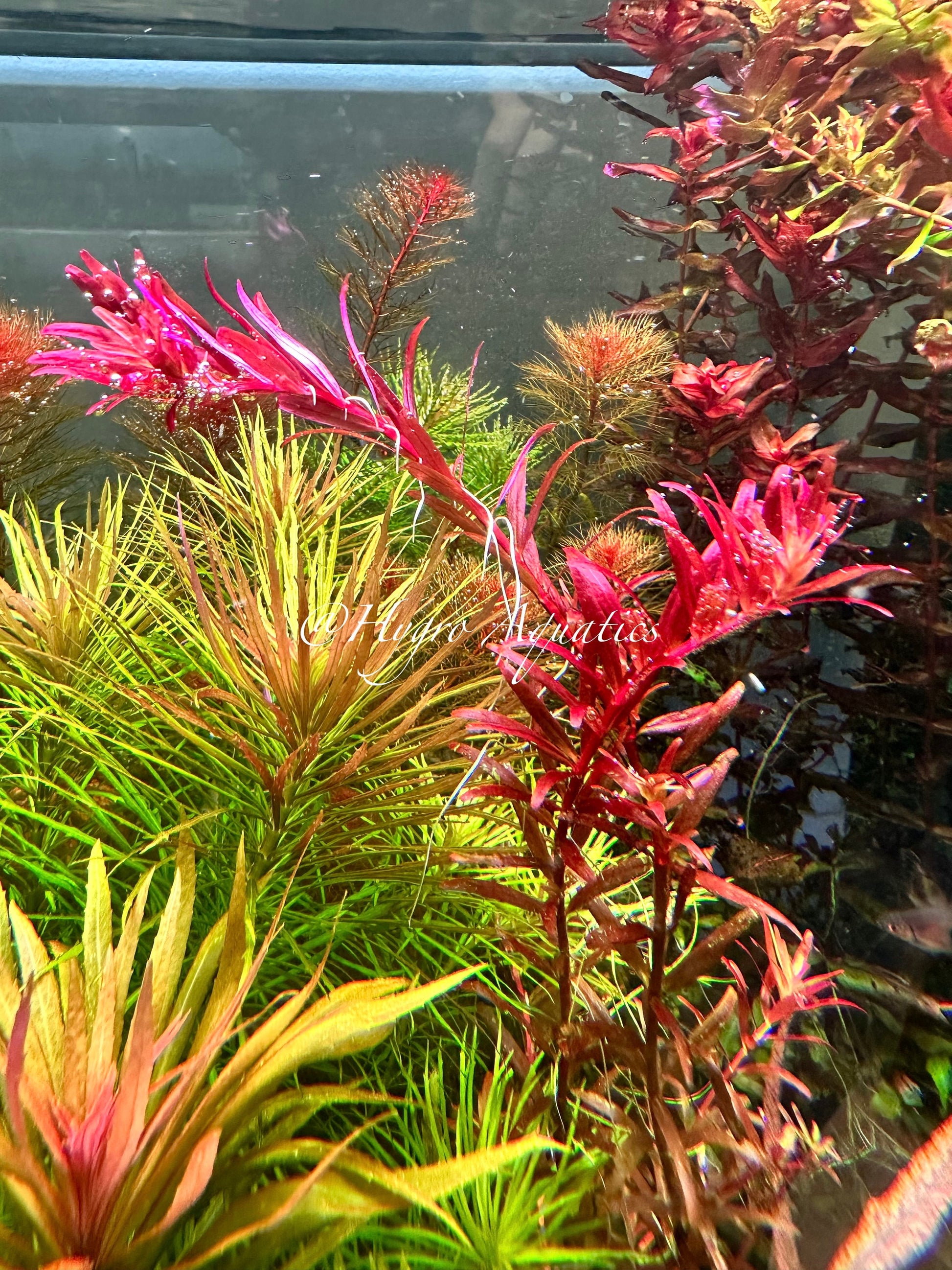 Rotala Blood Red SG Variant -  Live Aquarium Plant