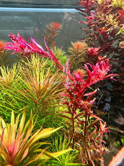Rotala Blood Red SG Variant -  Live Aquarium Plant