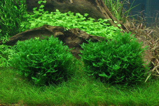 Monosolenium Tenerum Moss