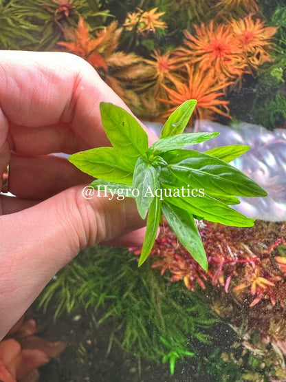 Staurogyne Repens  -  Live Aquarium Plant