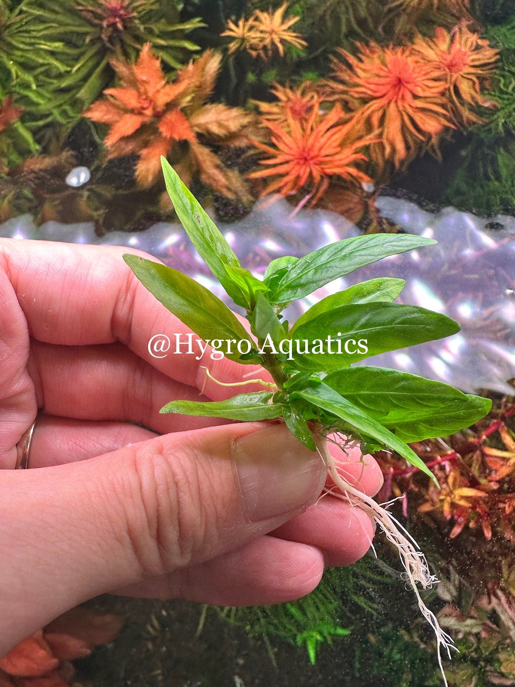 Staurogyne Repens  -  Live Aquarium Plant